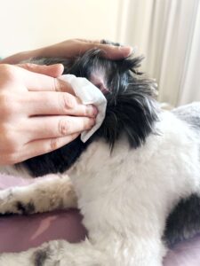 Grooming-tips-by-DILO-Pet