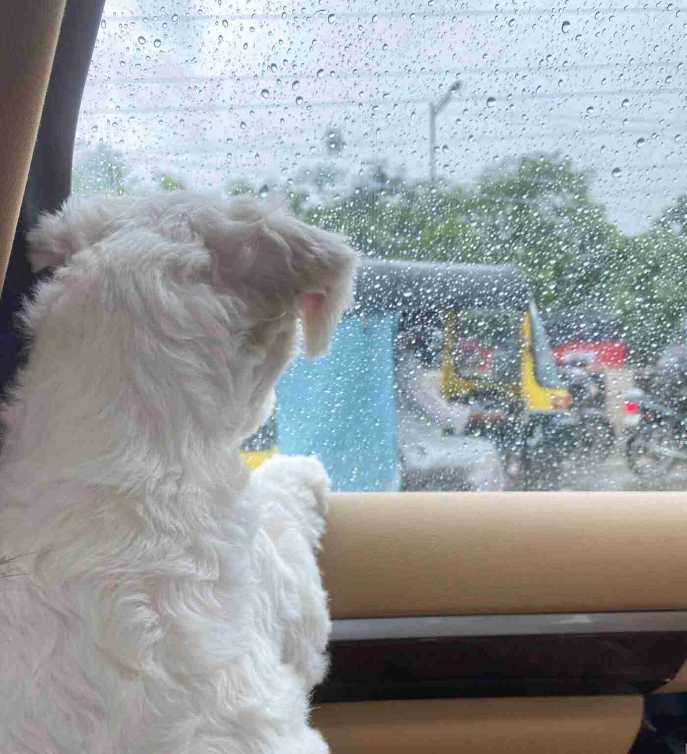 Monsoon_Essentials-by-DILO-Pet-for-your-Pets