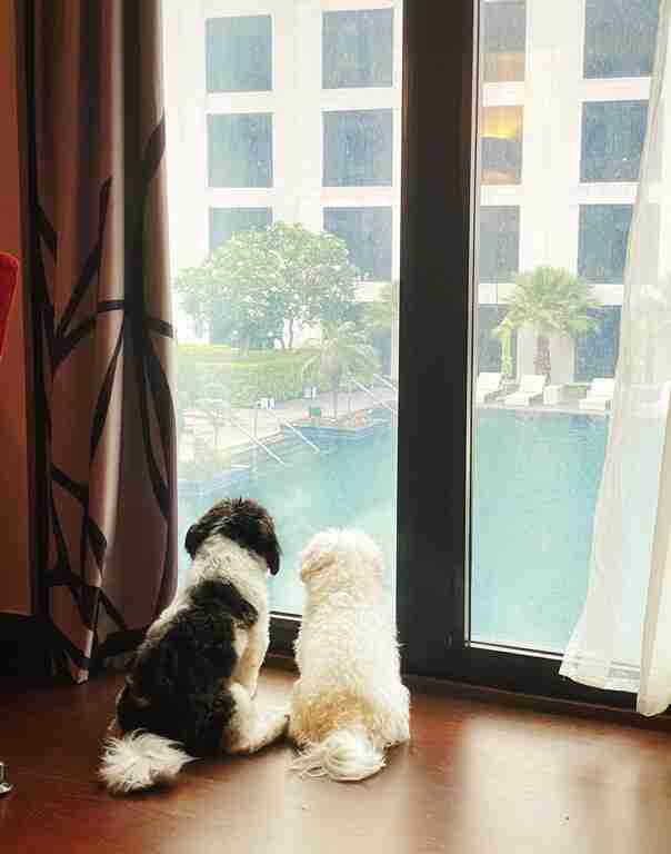 Pet-Friendly-Hotel-Recommendations-by-DILO-Pet