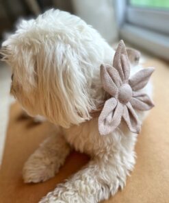 DILO Autumn knot Dog Bow- 4