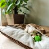 DILO Metallic Dog Bed- Featured img