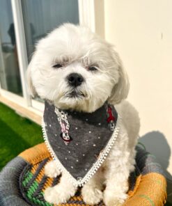 DILO Little dog bandana for pets- 2